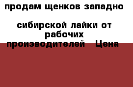 продам щенков западно- сибирской лайки от рабочих проиэводителей › Цена ­ 3 - Магаданская обл., Магадан г. Животные и растения » Собаки   . Магаданская обл.,Магадан г.